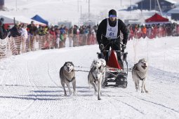 Lenk 2013